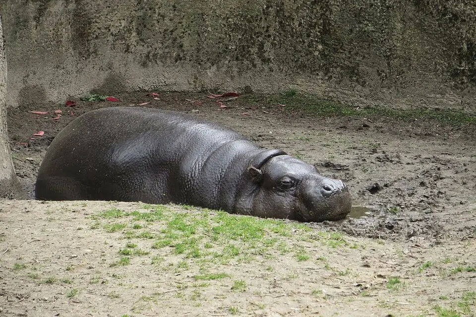 Een nijlpaard in GaiaZOO in Kerkrade